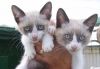gato: cruce de siam�s