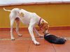 Telma y la gata