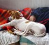 Telma hace la siesta