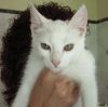 Carita de Blanca