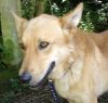 perro: Cruce de Pastor Alem�n