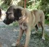 perro: Mestizo