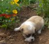 Cachorro en el campo