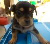 perro: Mestizo