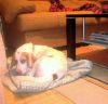 perro: cruce de beagle