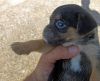 Cachorro en brazos