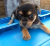 perro: mestizo