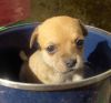 perro: Mestizo