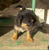 perro: Mestizo