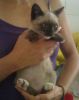 gato: Siam�s
