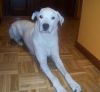 Pery tumbada