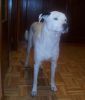 Pery de pie
