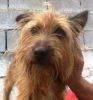 perro: Cruce de Yorkshire