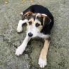 perro: Mestiza