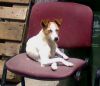 perro: mestiza