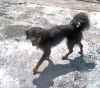Lara paseando