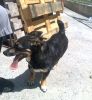 perro: Mestizo