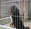 Rosco de perfil