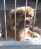 perro: cruce de pequin�s