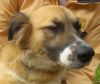 perro: cruce de setter