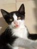 gato: com�n europeo