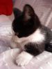 Perfil de la gatina