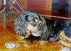 perro: cruce de cocker
