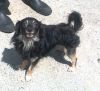 perro: mestizo