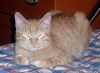 Ruby se duerme