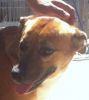 perro: Mestiza