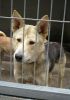 perro: cruce de husky