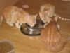 Trilizos comiendo