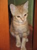 Gatito pelirrojo