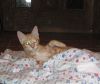 Gatito pelirrojo jugando
