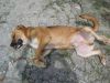 Drac es un momis�n