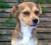 perro: mestiza