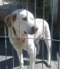 perro: cruce de mastin