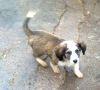 perro: mestizo
