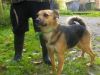 perro: Pastor alem�n