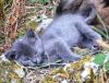 gato: Com�n Europeo