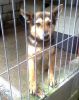perro: cruce de pastor alem�n
