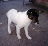 perro: Mestiza