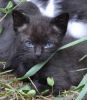 gato: Europeo Com�n