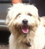 perro: Mestizo