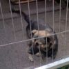 perro: mestizo