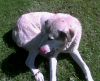 perro: mast�n