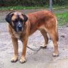 perro: Mast�n