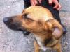 perro: Mestiza