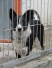 perro: cruce de husky