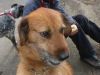 perro: mestizo